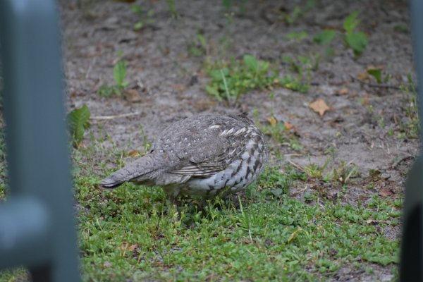 DSC_0030.JPG