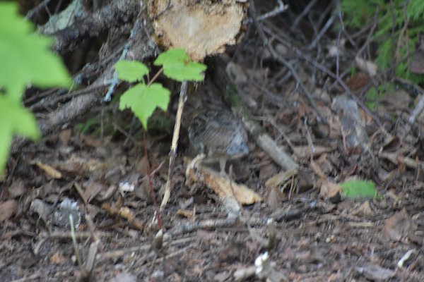 DSC_0031.JPG