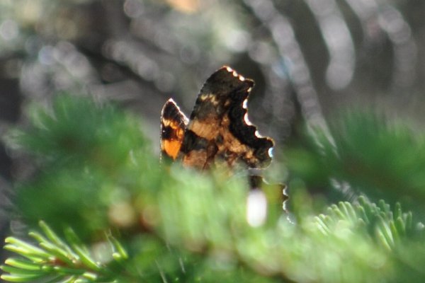 CSC_0090.JPG