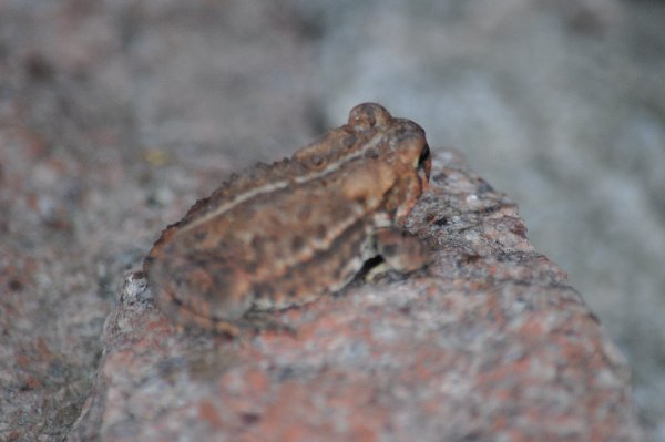 DSC_0106.JPG
