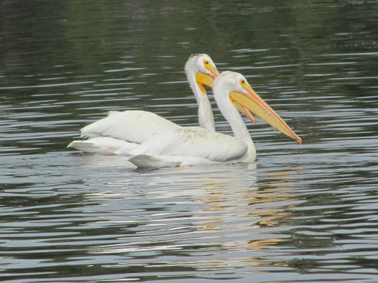 IMG_0095.JPG