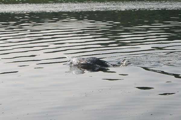 IMG_7401.JPG