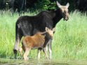 Wildlife
