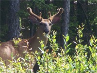 0802wildlife
