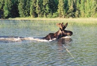 0907wildlife