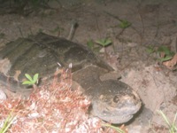 0911wildlife