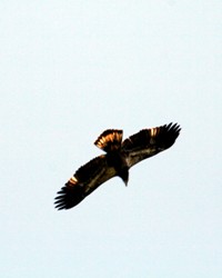 Golden Eagle